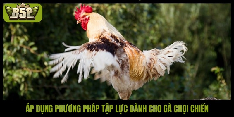 Cách tập lực cho gà chọi đúng kỹ thuật để chiến kê sung mãn - kotx