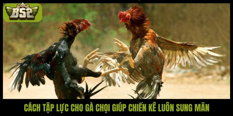 Cách tập lực cho gà chọi đúng kỹ thuật để chiến kê sung mãn - kotx