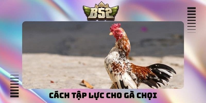 Cách tập lực cho gà chọi đúng kỹ thuật để chiến kê sung mãn - kotx