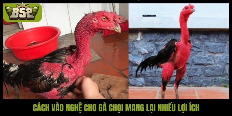 Gợi ý cách vào nghệ cho gà chọi khoa học, hiệu quả nhất - kotx
