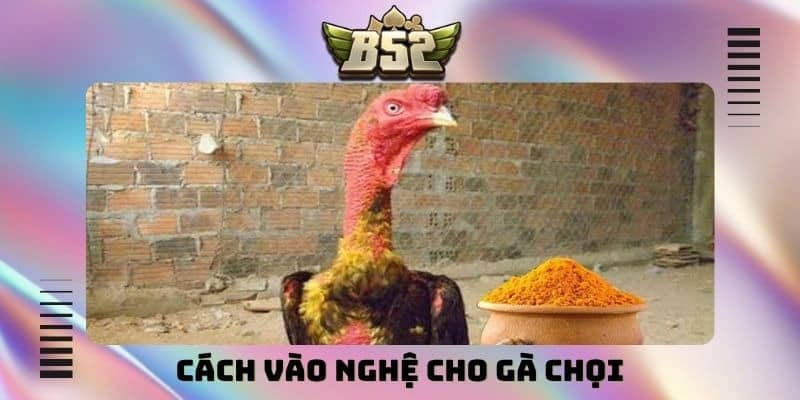 Gợi ý cách vào nghệ cho gà chọi khoa học, hiệu quả nhất - kotx