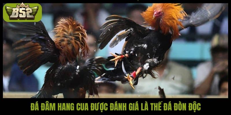 Đá gà đòn độc - Nghệ thuật chiến đấu đỉnh cao của chiến kê - kotx