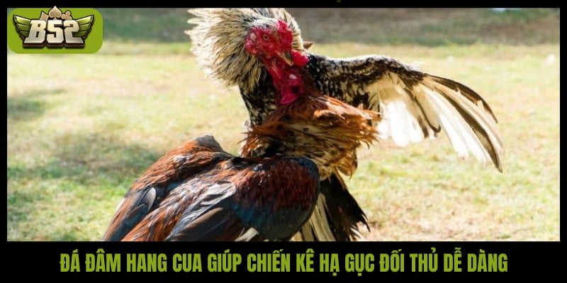 Đá đâm hang cua - Tuyệt kỹ hạ gục đối thủ nhanh nhất - kotx