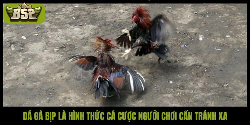 Đá gà bịp là gì? Hướng dẫn nhận biết và cách tránh bẫy - kotx