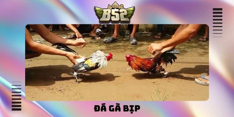 Đá gà bịp là gì? Hướng dẫn nhận biết và cách tránh bẫy - kotx
