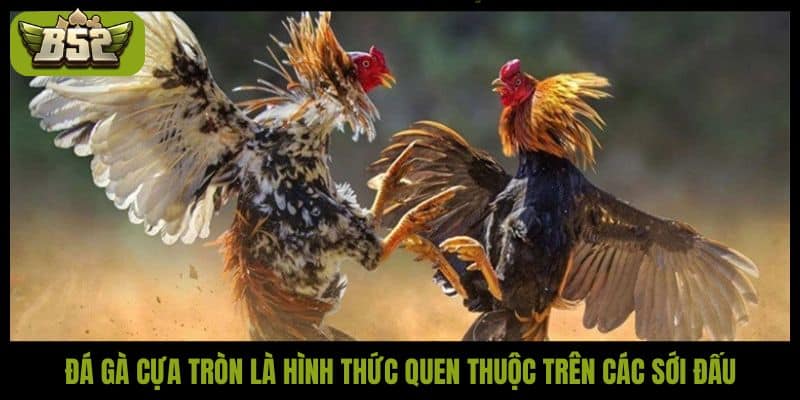 Đá gà cựa tròn B52Club - Tường thuật trực tiếp tại Thomo - kotx