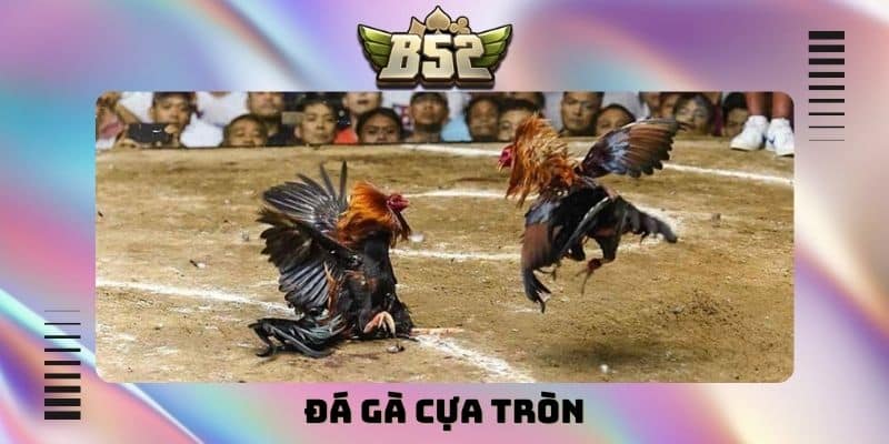 Đá gà cựa tròn B52Club - Tường thuật trực tiếp tại Thomo - kotx