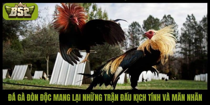 Đá gà đòn độc - Nghệ thuật chiến đấu đỉnh cao của chiến kê - kotx