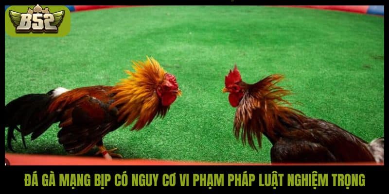 Đá gà bịp là gì? Hướng dẫn nhận biết và cách tránh bẫy - kotx