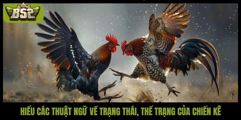 Tổng hợp các thuật ngữ trong đá gà mà bạn nên biết - kotx