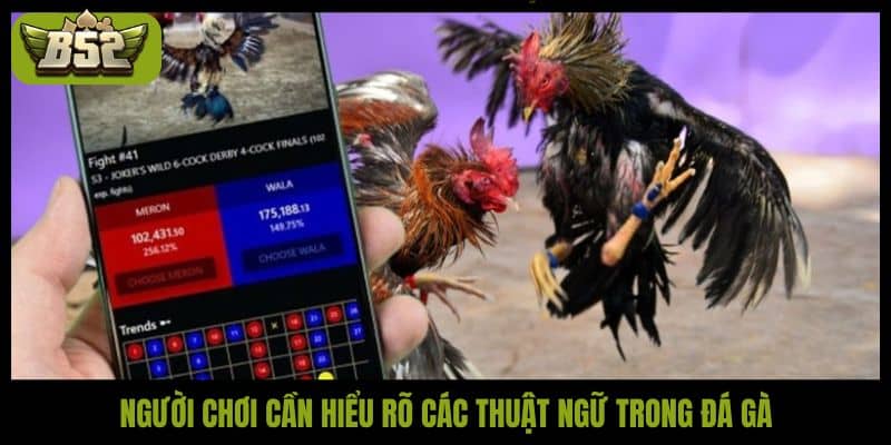 Tổng hợp các thuật ngữ trong đá gà mà bạn nên biết - kotx