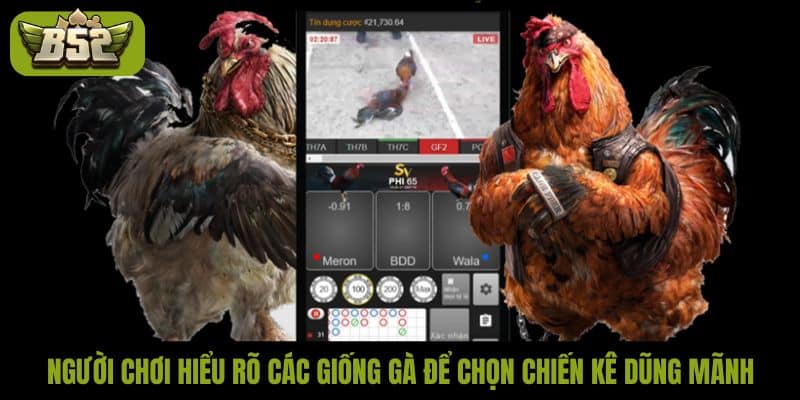 Tổng hợp các thuật ngữ trong đá gà mà bạn nên biết - kotx