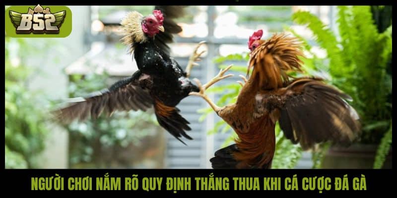 Đá gà cựa tròn B52Club - Tường thuật trực tiếp tại Thomo - kotx