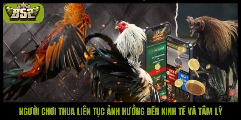 Đá gà bịp là gì? Hướng dẫn nhận biết và cách tránh bẫy - kotx