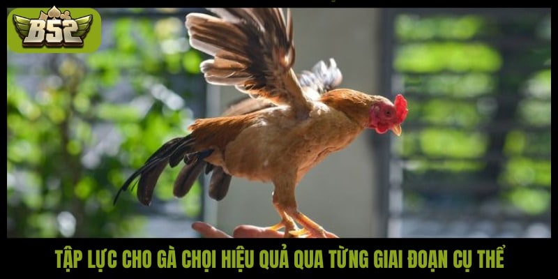 Cách tập lực cho gà chọi đúng kỹ thuật để chiến kê sung mãn - kotx