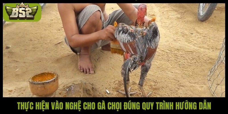 Gợi ý cách vào nghệ cho gà chọi khoa học, hiệu quả nhất - kotx