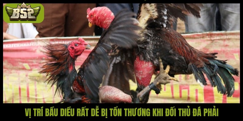 Đá đâm hang cua - Tuyệt kỹ hạ gục đối thủ nhanh nhất - kotx