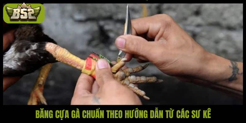 Hướng dẫn cách băng cựa gà chuẩn để ra đòn chuẩn xác - kotx