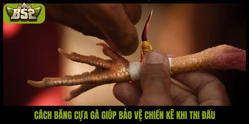 Hướng dẫn cách băng cựa gà chuẩn để ra đòn chuẩn xác - kotx