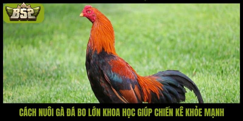 Gợi ý cách nuôi gà đá bo lớn khỏe mạnh và sung sức - kotx