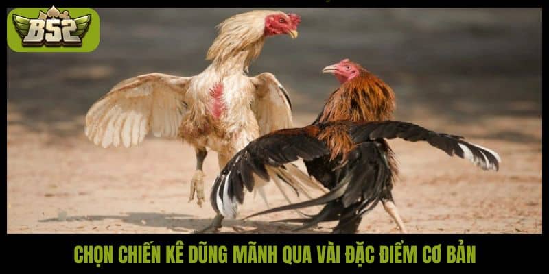 Đá gà hàng xáo là gì? Bí quyết bắt kèo thắng lớn tại B52Club - kotx