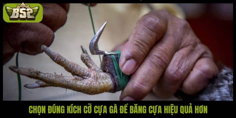 Hướng dẫn cách băng cựa gà chuẩn để ra đòn chuẩn xác - kotx