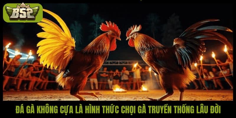 Đá gà không cựa - Hình thức đá gà an toàn, hấp dẫn - kotx