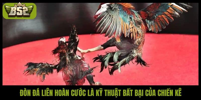 Đòn đá liên hoàn cước - Kỹ thuật bất bại của các chiến kê - kotx