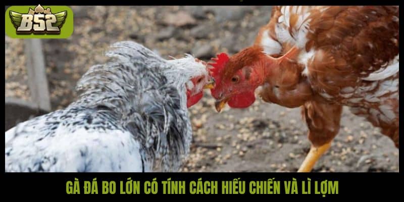 Gợi ý cách nuôi gà đá bo lớn khỏe mạnh và sung sức - kotx