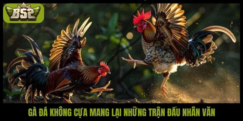 Đá gà không cựa - Hình thức đá gà an toàn, hấp dẫn - kotx