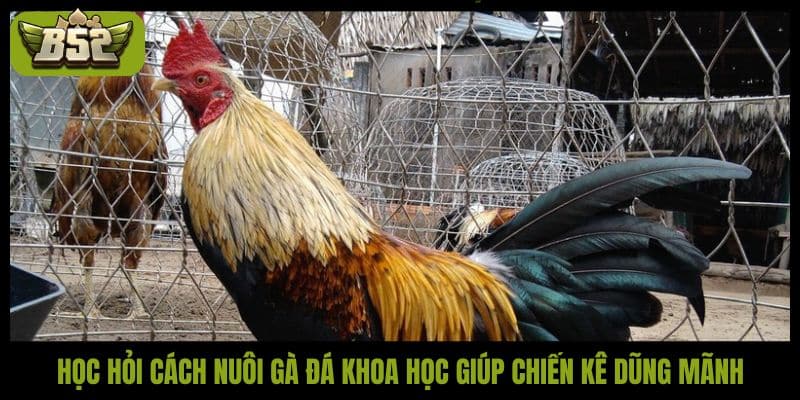Gợi ý cách nuôi gà đá bo lớn khỏe mạnh và sung sức - kotx