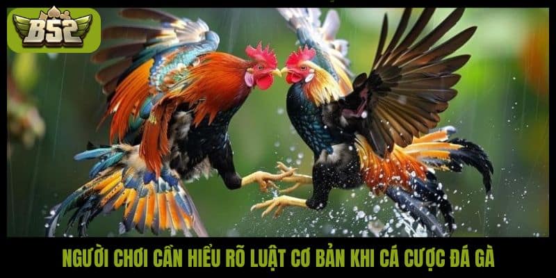 Đá gà không cựa - Hình thức đá gà an toàn, hấp dẫn - kotx