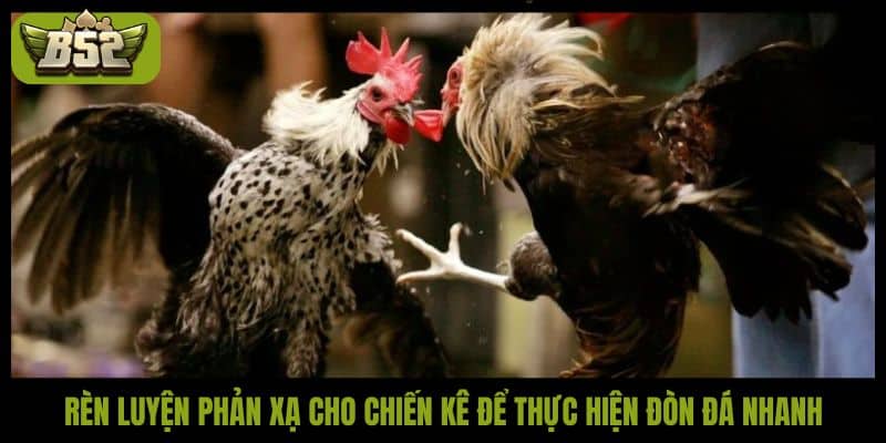 Đòn đá liên hoàn cước - Kỹ thuật bất bại của các chiến kê - kotx